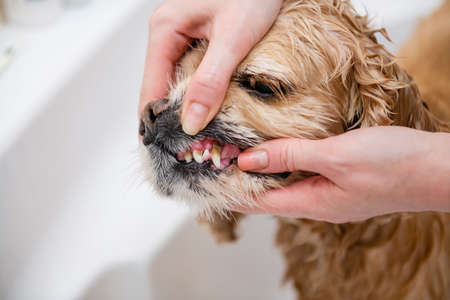 Cleaning dog teeth service. Close up of dog teeth. view of hands. Tartar on dog teeth.の写真素材