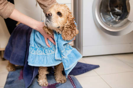 Female hand wipes american cocker spaniel with a towel after bathingの写真素材