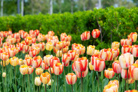 Tulip flower. Colorful tulip flower. Flowers photo concept. flower background.の写真素材