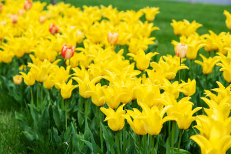 Green lawn with blooming yellow tulips in the city parkの写真素材