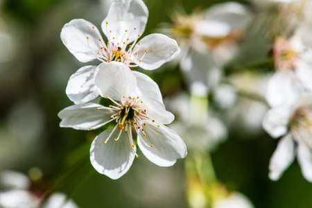 Close-up of flowers with cherry inflorescence. Blossoming cherry branch.の写真素材