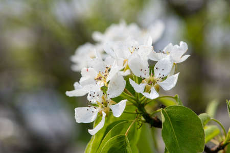 Blossoming branch of a pear tree. Drops of dew or rain on blossoming buds of a pear tree branch.の写真素材