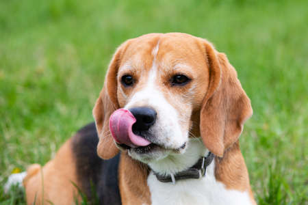 A young beagle lies on the green grass. Dog licks his lips.の写真素材