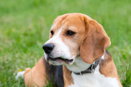 A young beagle lies on the green grass.の写真素材