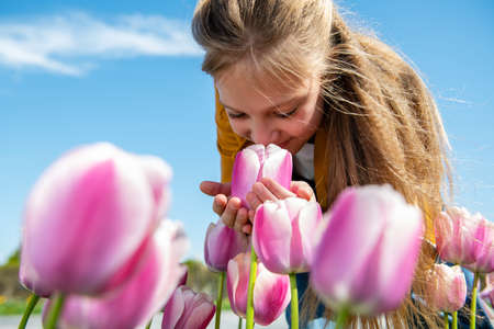 A beautiful teenage girl is leaning over a tulip, the girl is sniffing the flowers.の写真素材