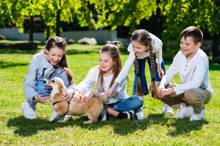 Children stroking a dog. Teenage children play with a corgi puppy on a green lawn on a sunny day.の写真素材
