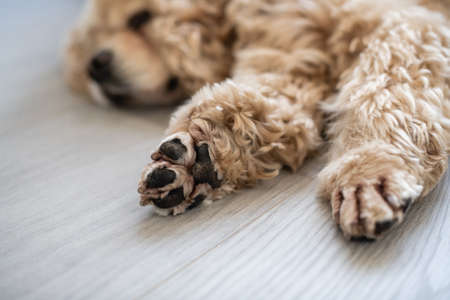 American Cocker Spaniel lies on the floor. dog paw close-up.の写真素材