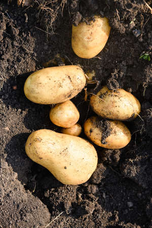 Dug and not harvested young potatoes in the field on excavated ground in sunny day. Home grown...
