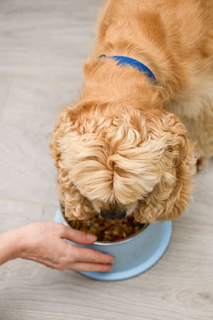 Cocker spaniel dog eating food from bowl on the floor in the home. Feeding the dog.の写真素材