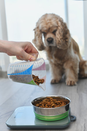 A woman measures a portion of dry dog food using an electronic scale. Girl fills up a portion of food for her dog.の写真素材
