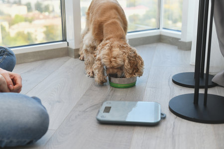 A woman measures a portion of dry dog food using an electronic scale. dog diet. Dietary medical nutrition for pets. Animal diet concept.の写真素材