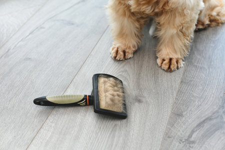 Close-up of a comb with a fur of wool and the dog's paws.の写真素材