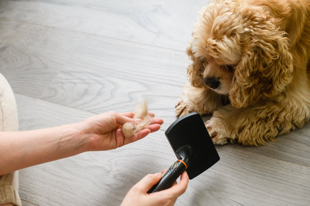 Woman brushing her dog. pet care concept. Adorable American Cocker Spaniel lying on the floor at home.の写真素材