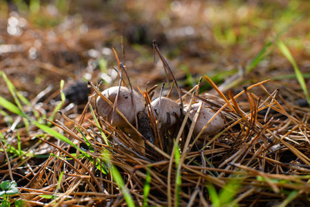 Mushrooms in the forest on a background of green grass.の写真素材