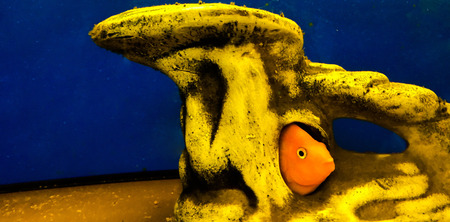 Goldfish in aquarium. Fish in the castle.の写真素材