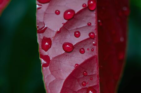 dew drops on a red leaf in forestの写真素材