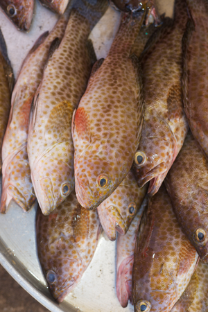Fresh raw spotted sea grouper vertical photo background