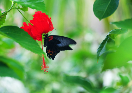 Black swallowtail butterfly on a red flowerの写真素材
