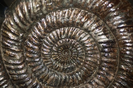 Golden old ammonite artefact closeup photo backgroundの写真素材