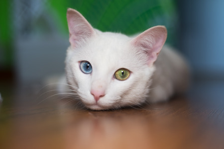 Portrait of a white cat with different eyes colorの写真素材