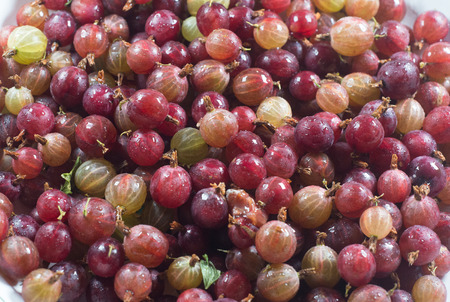 Amazing top view berries of a gooseberry Gooseberry harvestの写真素材
