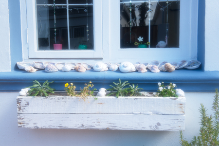 Shells on the windowsill, window and flowersの写真素材