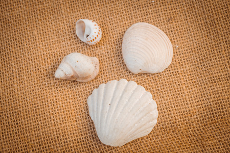 Ocean shell on a rough canvas backgroundの写真素材