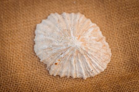 Ocean shell on a rough canvas backgroundの写真素材