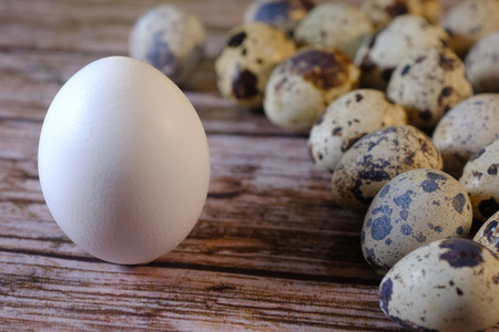 Big white egg like chef stands in front of small quail eggs like employeesの写真素材