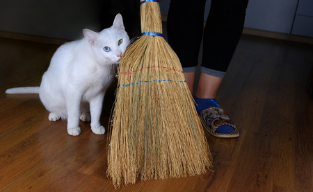 White cat assistant for Cleaning and sweeping room use broomの写真素材