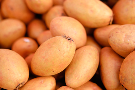 sapodilla sweet tropical fruitの写真素材