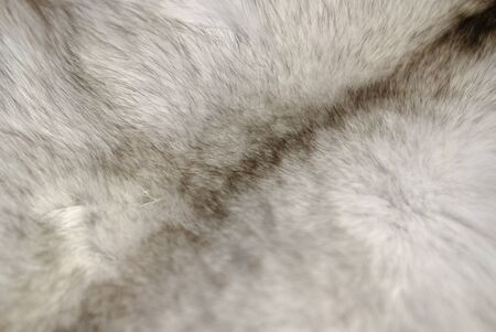 Natural mink fur for sewing fur coatsの写真素材