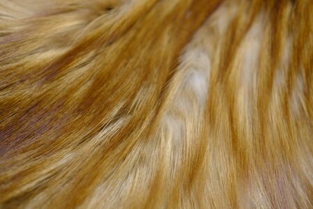 Mink fur for the production of fashionable fur coats background for the catalog
