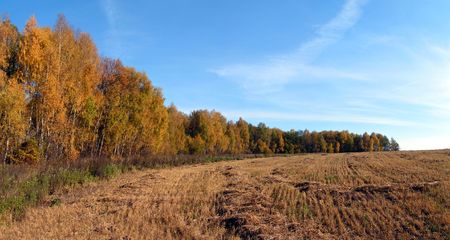 Autumn. A wheaten field on surburb of a wood.の写真素材