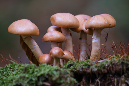Mushrooms in the forest grow on a green mossy substrate.