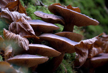 Mushrooms in the forest in dry fallen autumn leavesの写真素材