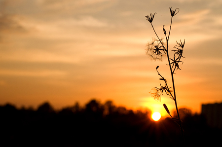 Beautiful plant silhouette at sunset in summerの写真素材