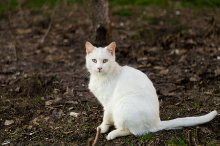 White cat sitting in a clearing and looking at the cameraの写真素材