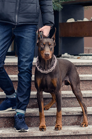 The feet of the man and the Doberman closeupの写真素材