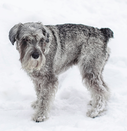 Dog Schnauzer on the snow. White backgroundの写真素材