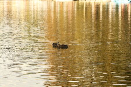 Ducks in lakeの写真素材