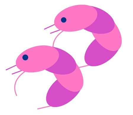 two shrimps vector illustrationのイラスト素材
