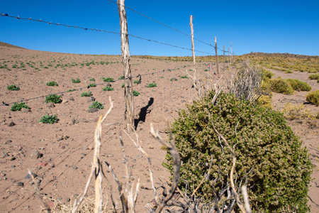 quinoa plotの写真素材
