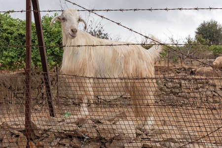 white goat behind the fenceの写真素材