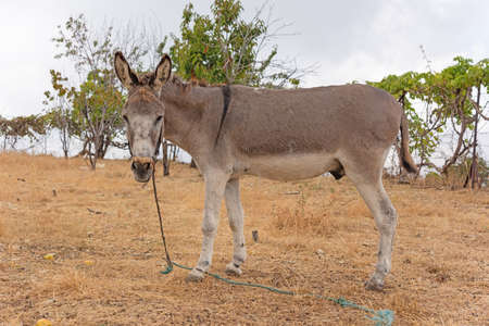 Donkey in apple field in the mountainsの写真素材