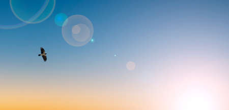 Banner of a large bird flying in the sky at sunset.
