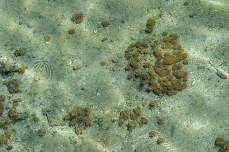 Top view of Sea anemone and algae over the sand in the see.