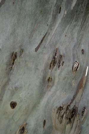 Tree texture after skin peeled off.の写真素材