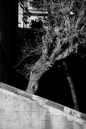 Black and white of an old dry tree in the city.の写真素材