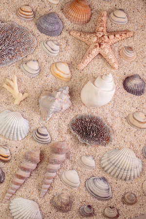 Sea shells and stars with sand as background.